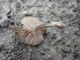 Entoloma asprellum image