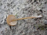 Entoloma formosum image