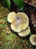 Hydropus nigrita image
