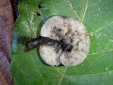 Hydropus nigrita image