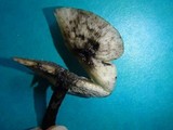 Hydropus nigrita image