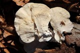 Trametes pubescens image