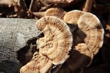 Trametes pubescens image