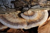 Trametes pubescens image