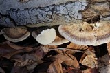 Trametes pubescens image