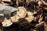 Trametes pubescens image