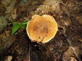 Gyroporus castaneus image