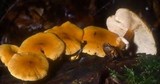 Cystoderma granosum image