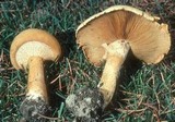 Phaeolepiota aurea image