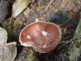 Cookeina speciosa image