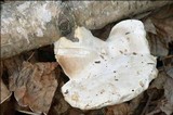Tyromyces chioneus image