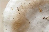 Tyromyces chioneus image