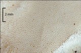 Tyromyces chioneus image