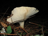 Leucopaxillus paradoxus image