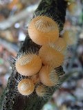 Cookeina tricholoma image