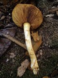 Gymnopilus ventricosus image