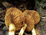 Gymnopilus ventricosus image
