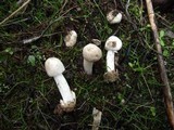 Amanita torrendii image