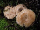 Lactarius tesquorum image