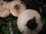 Lactarius tesquorum image