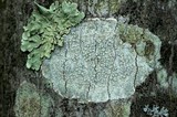 Lecanora caesiorubella image