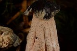 Hypomyces cervinigenus image