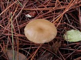 Clitocybe vibecina image