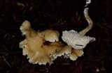 Hydnum oregonense image