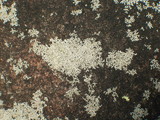 Physcia subtilis image