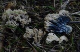 Helminthosphaeria clavariarum image