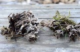 Thelephora palmata image