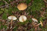 Cystoderma amianthinum image