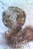 Minimedusa polyspora image