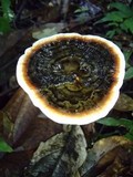 Foraminispora rugosa image