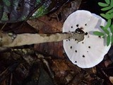 Foraminispora rugosa image