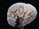 Foraminispora rugosa image