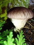 Calvatia cyathiformis image
