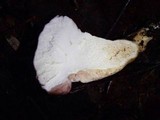 Calvatia cyathiformis image