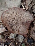 Auricularia delicata image