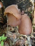Auricularia fuscosuccinea image