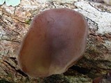 Auricularia fuscosuccinea image