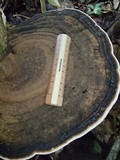 Ganoderma australe image
