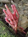 Clavaria zollingeri image