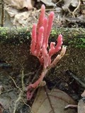 Clavaria zollingeri image