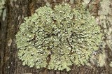 Flavopunctelia soredica image