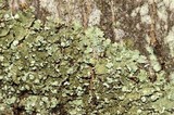 Flavopunctelia soredica image