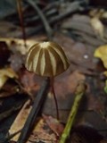 Marasmius griseoradiatus image