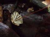 Marasmius griseoradiatus image