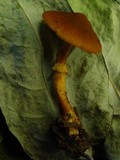Descolea maculata image