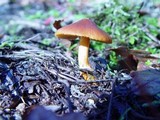 Descolea maculata image